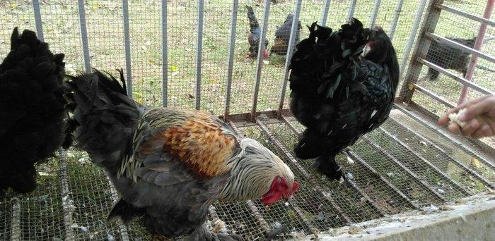 bece ve fereler satilir. toyuq ve xoruzlar da var. qiymeti razilasma y