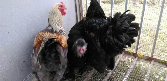 bece ve fereler satilir. toyuq ve xoruzlar da var. qiymeti razilasma y