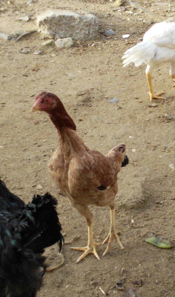 heyrati fereler 3 ededi biri 20 manat hamsini götürene endirim ederem