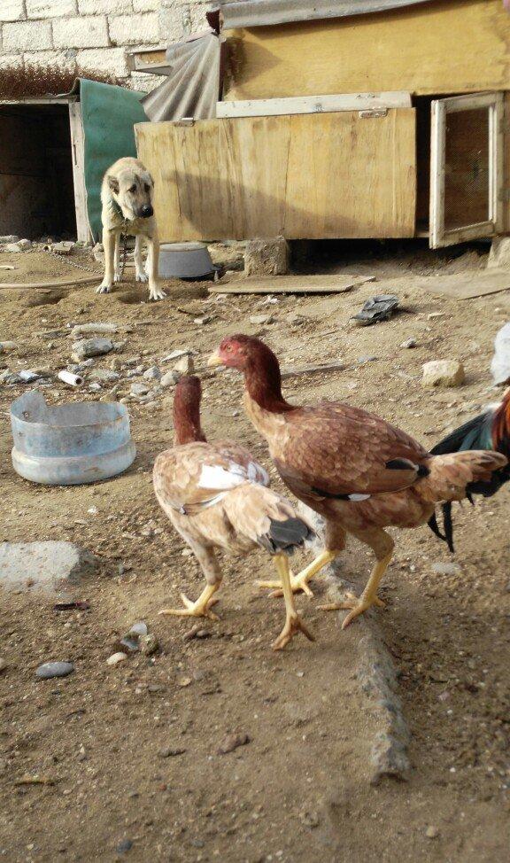 heyrati fereler 3 ededi biri 20 manat hamsini götürene endirim ederem