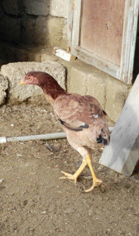 heyrati fereler 3 ededi biri 20 manat hamsini götürene endirim ederem