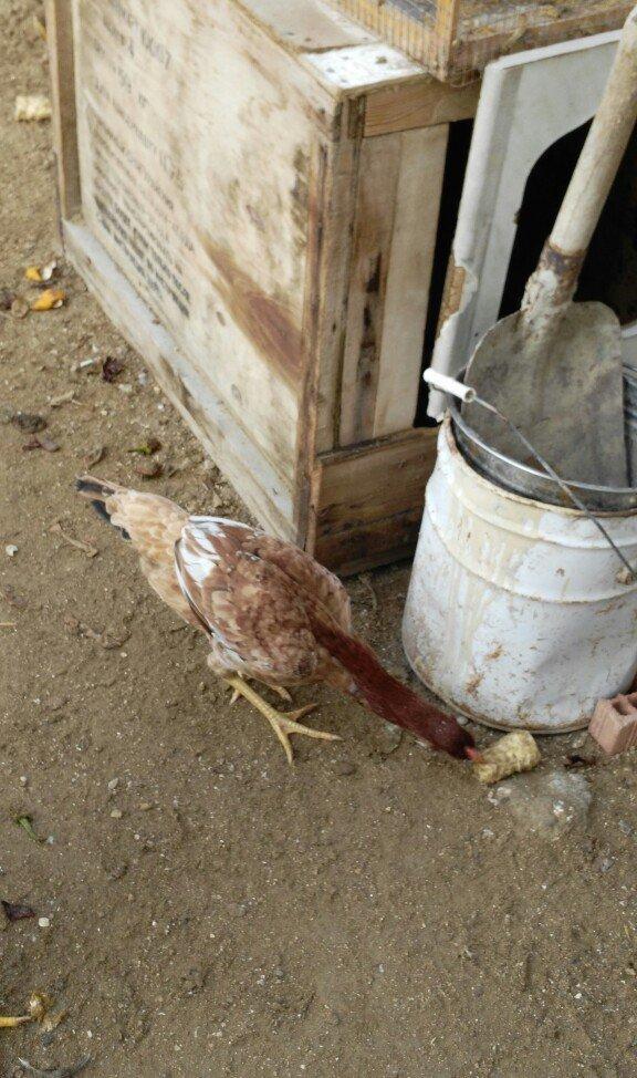 heyrati fereler 3 ededi biri 20 manat hamsini götürene endirim ederem