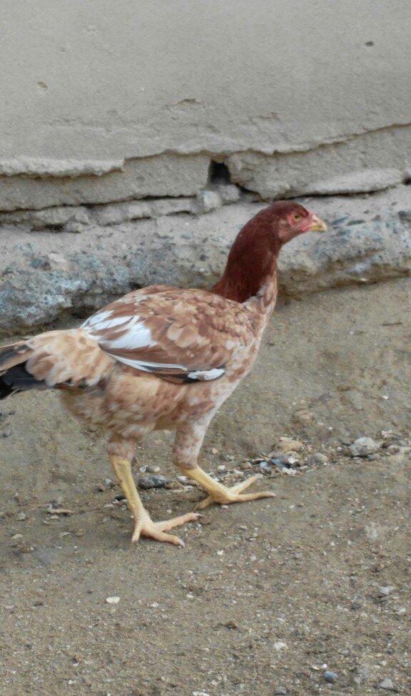 heyrati fereler 3 ededi biri 20 manat hamsini götürene endirim ederem
