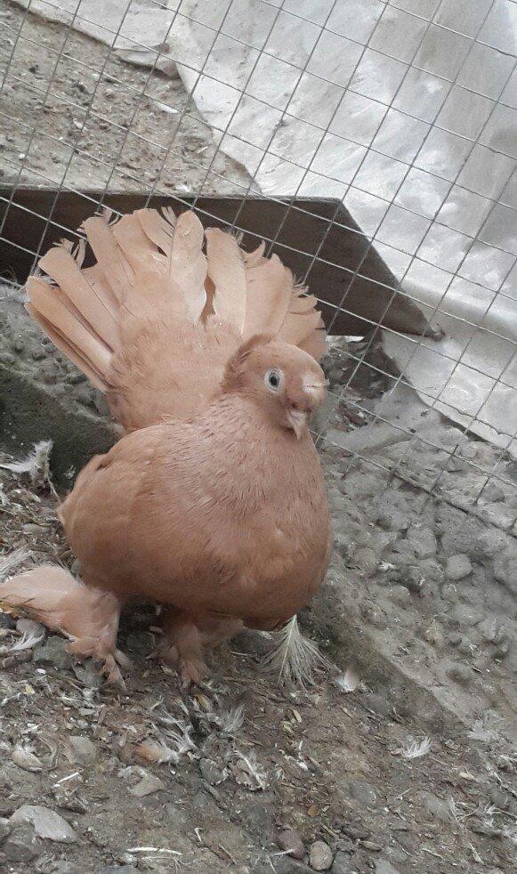 satılır 100 azn. vəya 1 cüt təmiz qan zibrit toyuqları ilə barter mümk