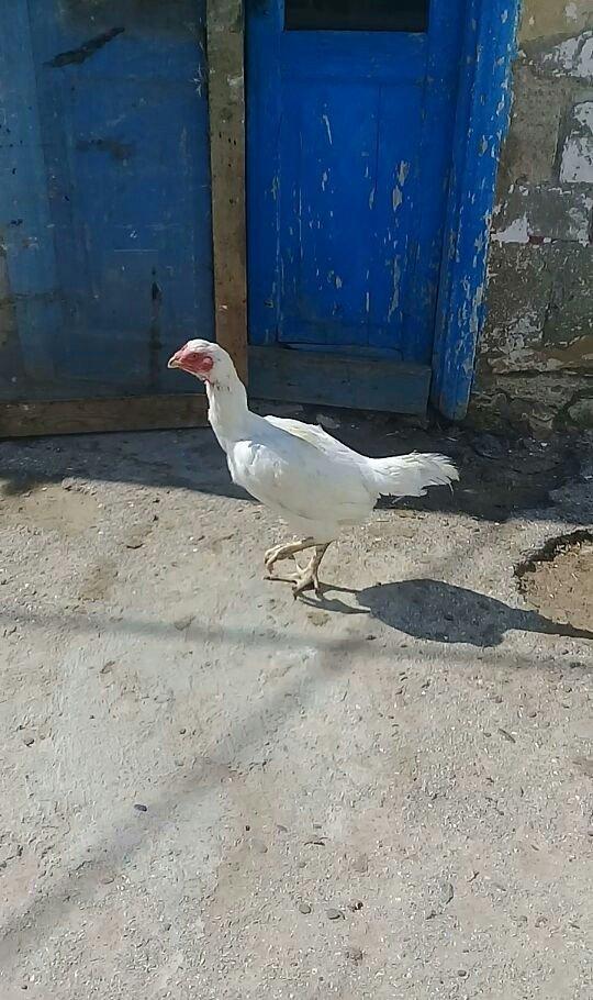 1 il yarimliq heyrati toyuqdu tuleydedi tuleyden sora yumurticey. Supe