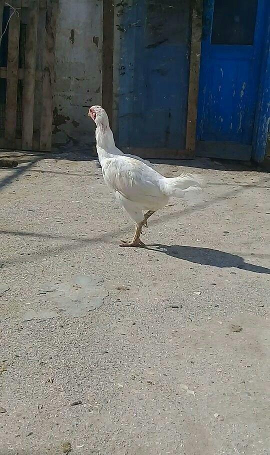 1 il yarimliq heyrati toyuqdu tuleydedi tuleyden sora yumurticey. Supe