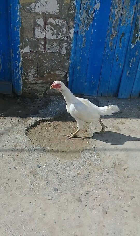 1 il yarimliq heyrati toyuqdu tuleydedi tuleyden sora yumurticey. Supe
