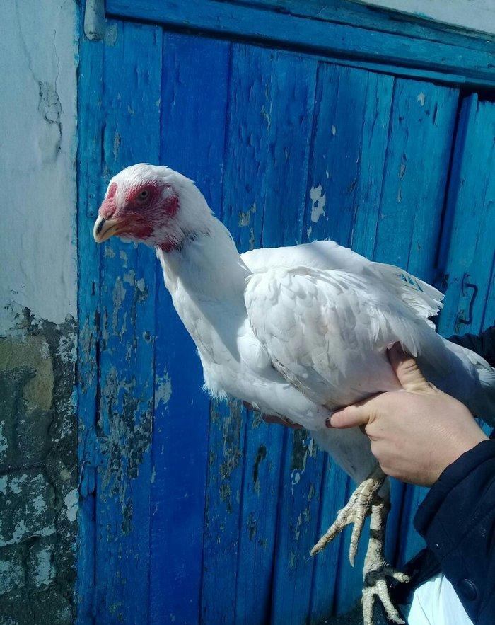 1 il yarimliq heyrati toyuqdu tuleydedi tuleyden sora yumurticey. Supe