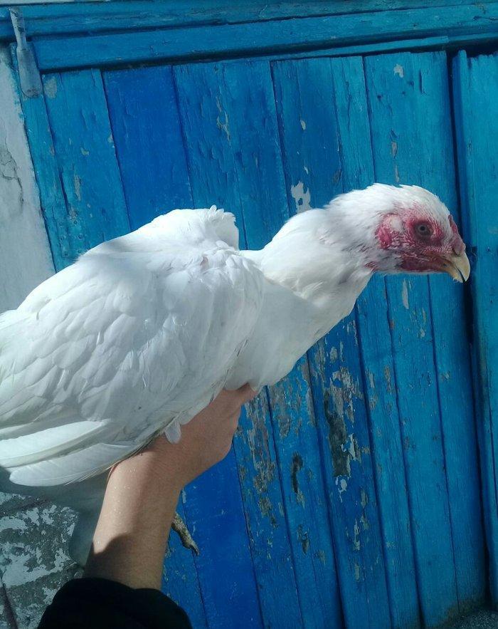 1 il yarimliq heyrati toyuqdu tuleydedi tuleyden sora yumurticey. Supe