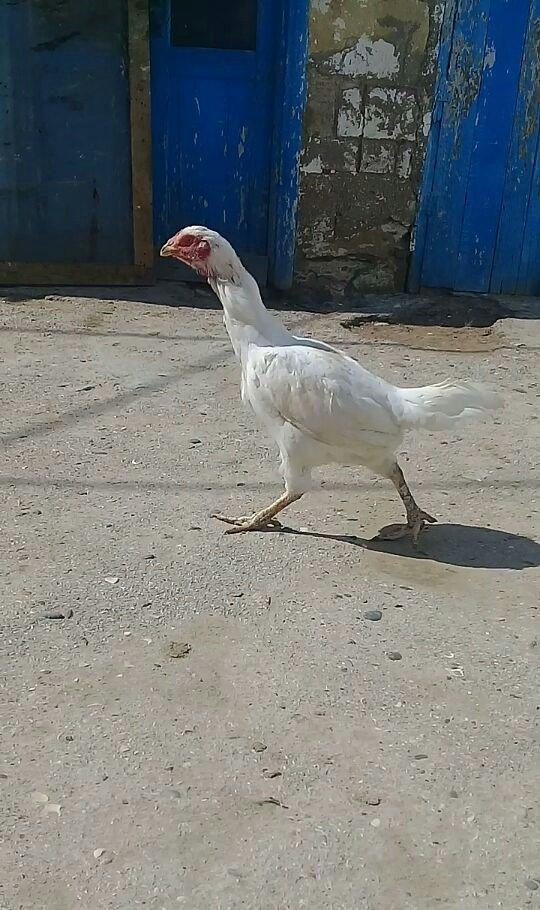 1 il yarimliq heyrati toyuqdu tuleydedi tuleyden sora yumurticey. Supe