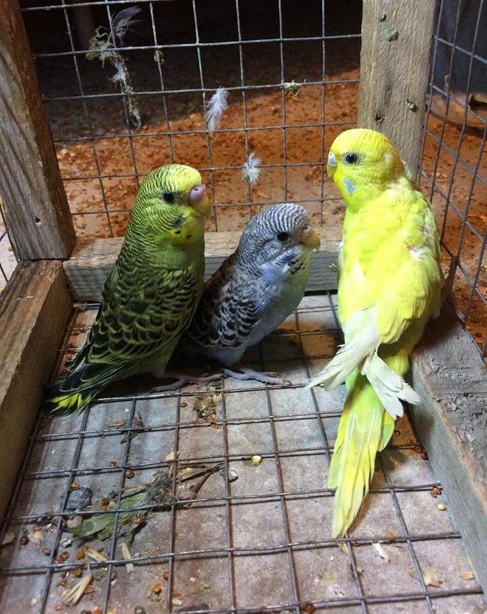 3 dene valnisti satılır Yaşıl erkek 6 aylıq, göy dişi 3 aylıqSarı