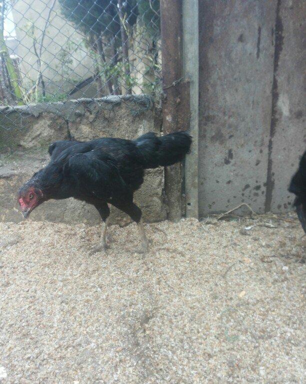 heyrati fere dekabrin 19zu cixib atasi anasi efqandi sekillerin wpda a