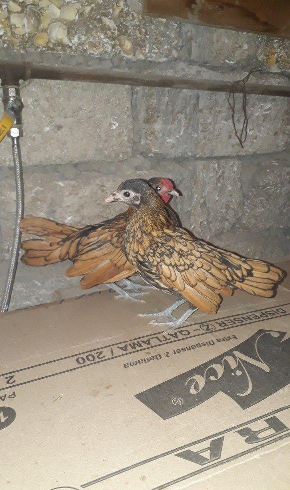 gumuwu boyuklerin qiymeti cutu 80 qizililarin cutu 70 manat qizilini i