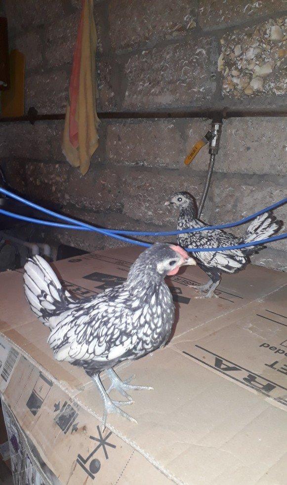 gumuwu boyuklerin qiymeti cutu 80 qizililarin cutu 70 manat qizilini i