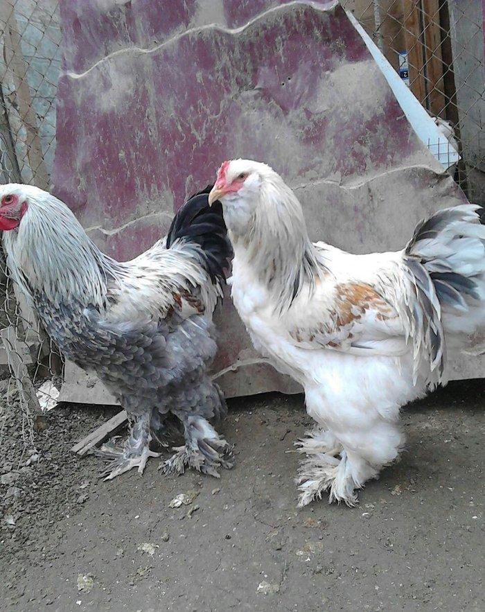 brama xoruzlari satlir son yeri 50 manat unvan baki mehtabat