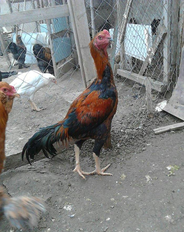 heyerti colpa satlir 6 7aylikdi qiymet son yeri 40 manat dava gormuyub