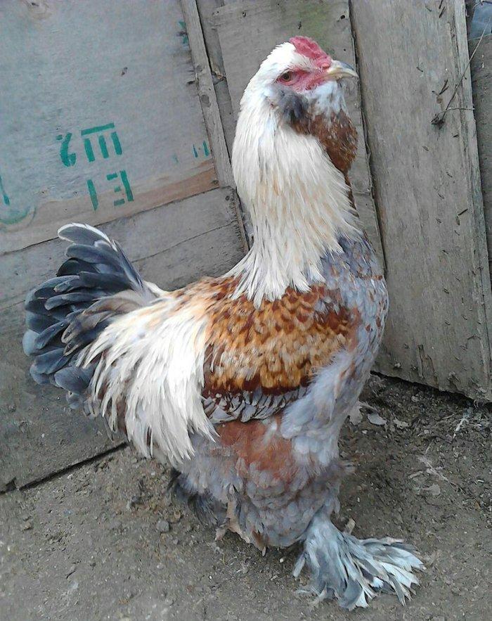 brama xoruzlari satlir 7 8 aylikdi tam damzlik heyvanardi son yeri 50
