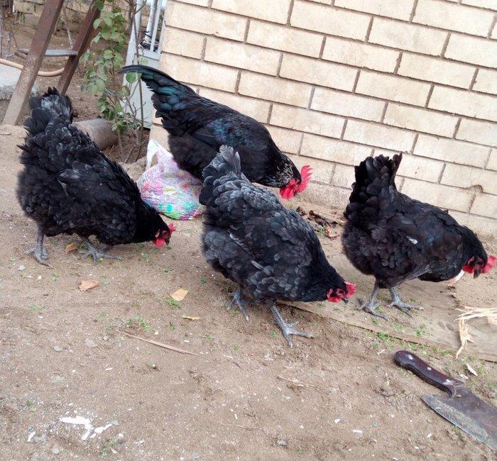 avstralorp cinsi ildə 300 350 yumurta veren cinsdi mayalı yumurtalar o