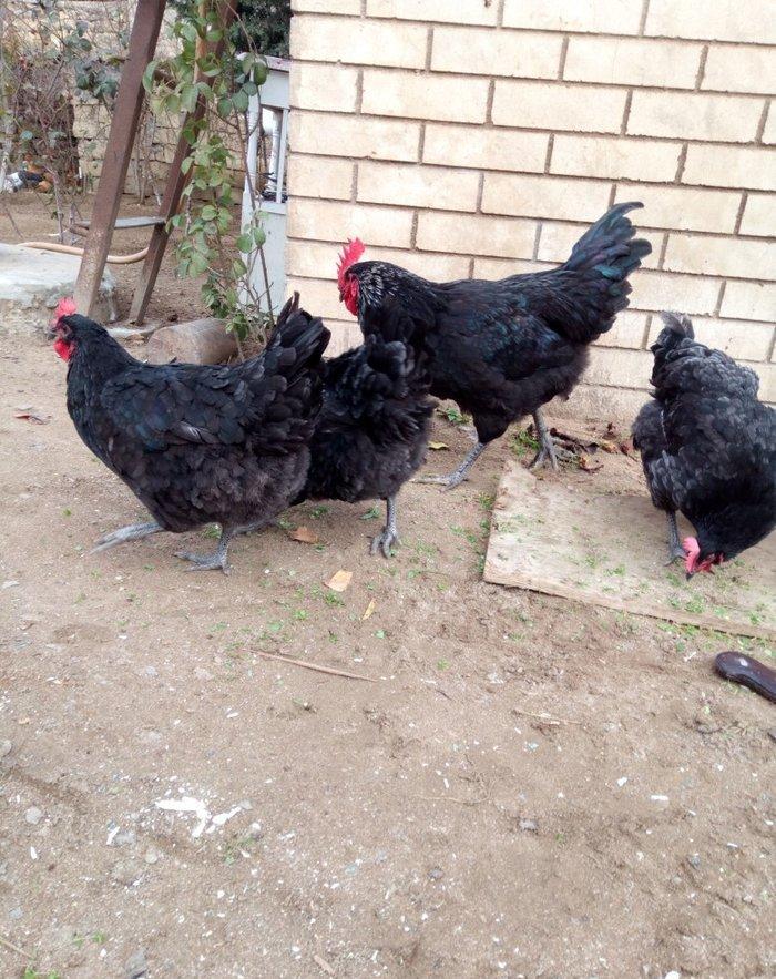 avstralorp cinsi ildə 300 350 yumurta veren cinsdi mayalı yumurtalar o