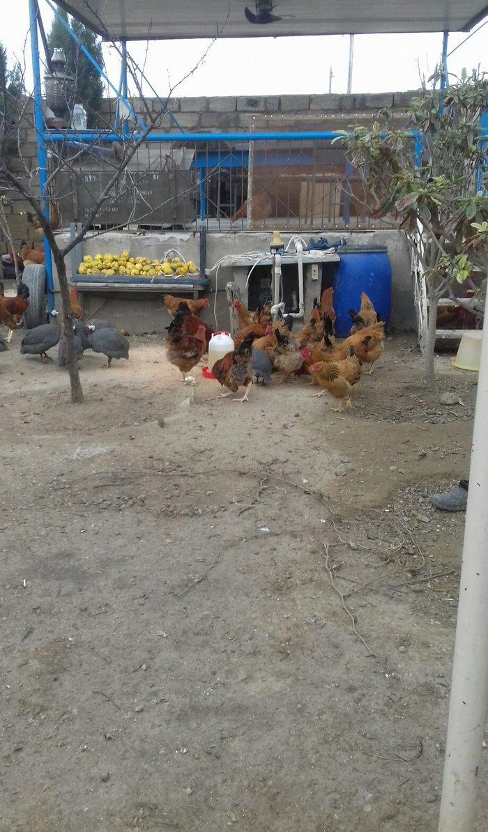 5 aylig cavan ana suru satilir yumurtuya dusubler tek tek satilmir son