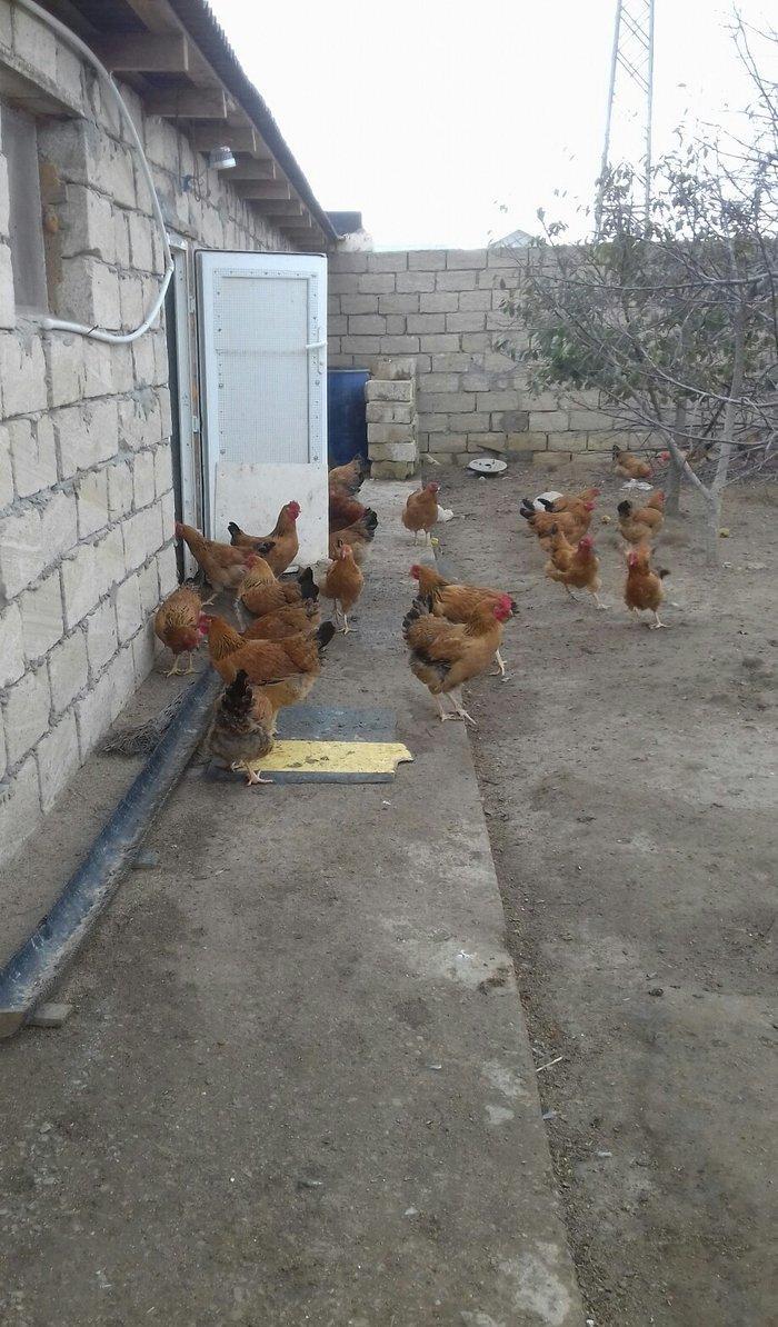 5 aylig cavan ana suru satilir yumurtuya dusubler tek tek satilmir son