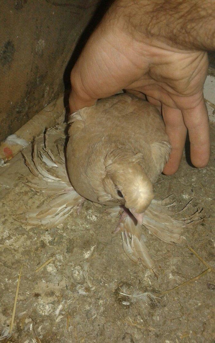 gürcüstan sortudur kəkilli dimdiklidir dənə düşüb tək xoruzdur