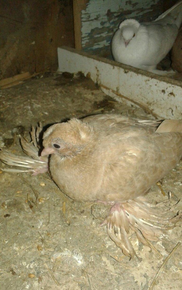 gürcüstan sortudur kəkilli dimdiklidir dənə düşüb tək xoruzdur