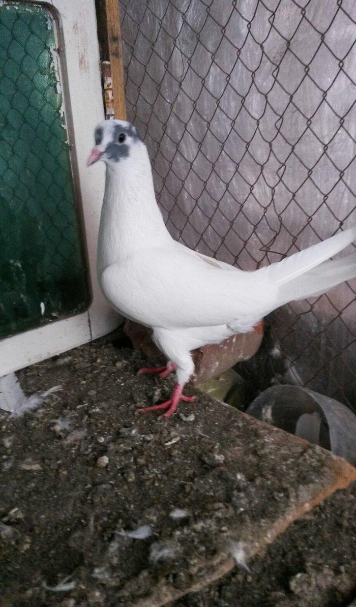 Göz xalli erkey teze qizir qus uçan neslidi uçuşu vidinden geri qalmir