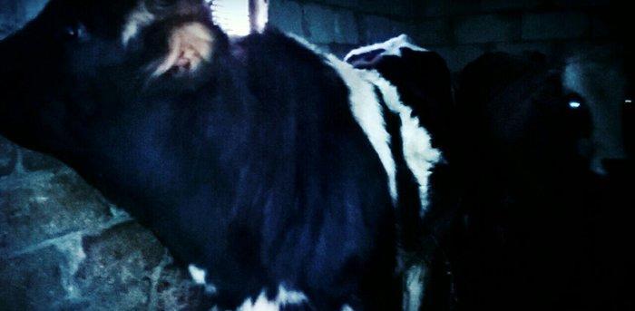 nefcala rayonu qacaq kend kendi dana satram 150 kilo ceksi var 2700 28