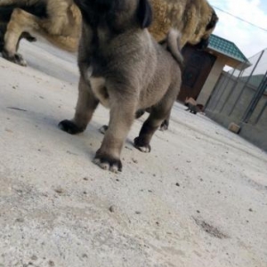 KANGAL