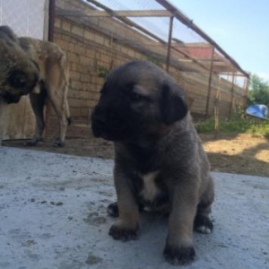 KANGAL