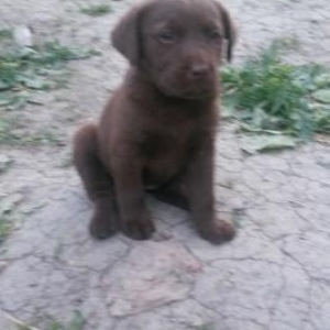 labrador retriver