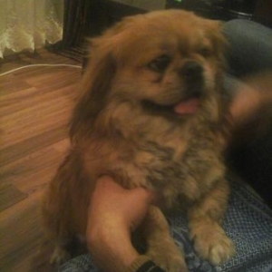 pekines