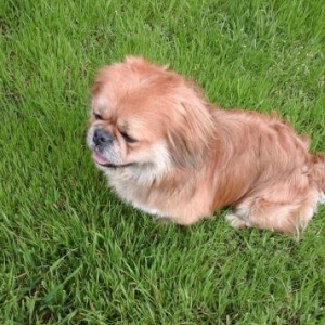 pekines