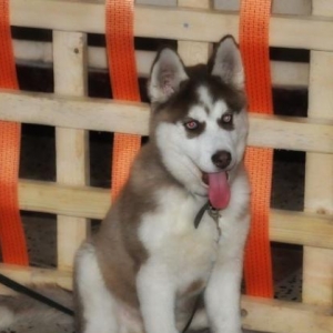 Xaski (Husky)