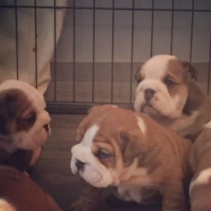 Yüksək keyfiyyətli English bulldog bala.