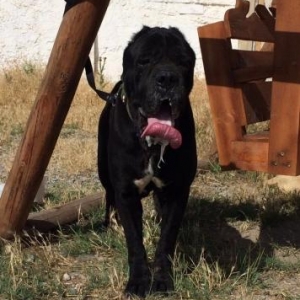 cane corso iti aliram