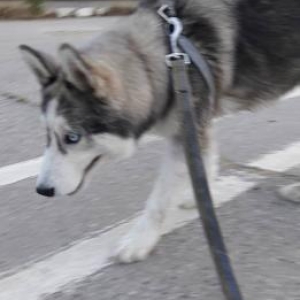 Husky ( Alyaksa malamute )