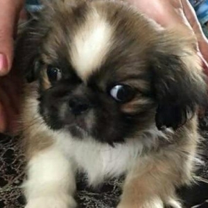 pekines balasi