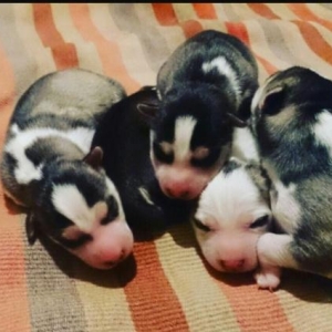 Husky temiz cins diwisi 300 erkeyi 400 manat