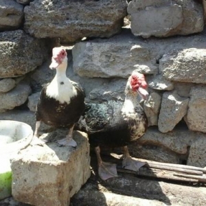 Lal ördək satıram erkek dişi