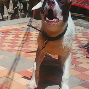 pitbul