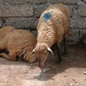 Qurbanliq Halal Emlik Qarabag Quzulari