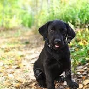 Labrador