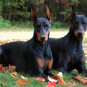 Doberman erkek diwi var temiz qandi gelme itlerdi quyruqlari kesilib k