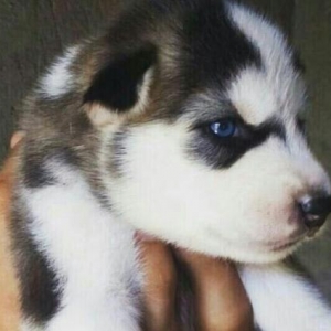 husky bala it satilir