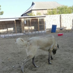 Kangal