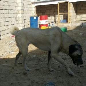 Kangal