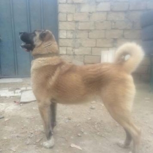 kangal (sivas)