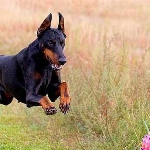 Doberman